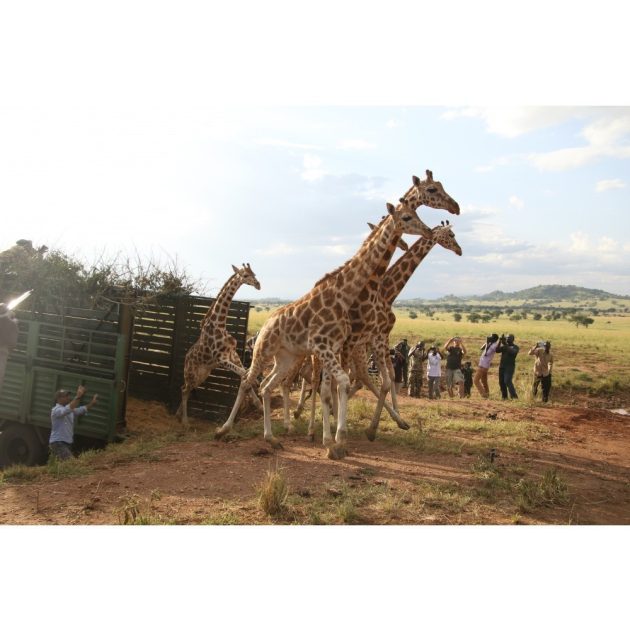 Sophie 'Sauvons les girafes' Sophie zsiráf+kulcstartó szett