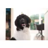 DogSpace Bonie extra magas kutya korlát 105 cm fém - fehér