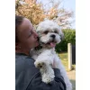 DogSpace Lucky toldalék kapu - metál fehér