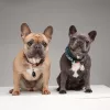 Tickless PET ultrahangos kullancsriasztó háziállatoknak Beige