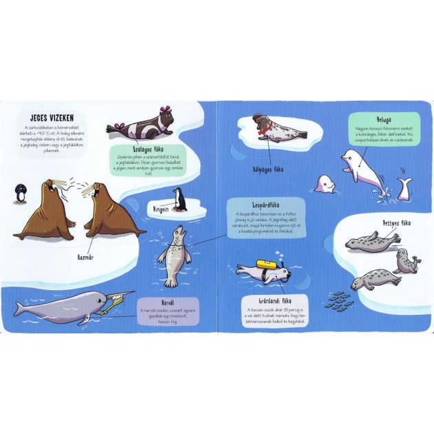 Kis felfedezők - Minden, ami tenger