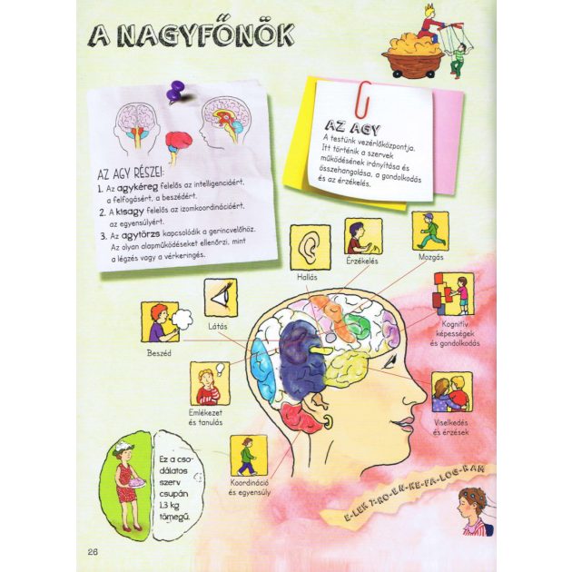 Szórakoztató tudomány - Az emberi test csodája