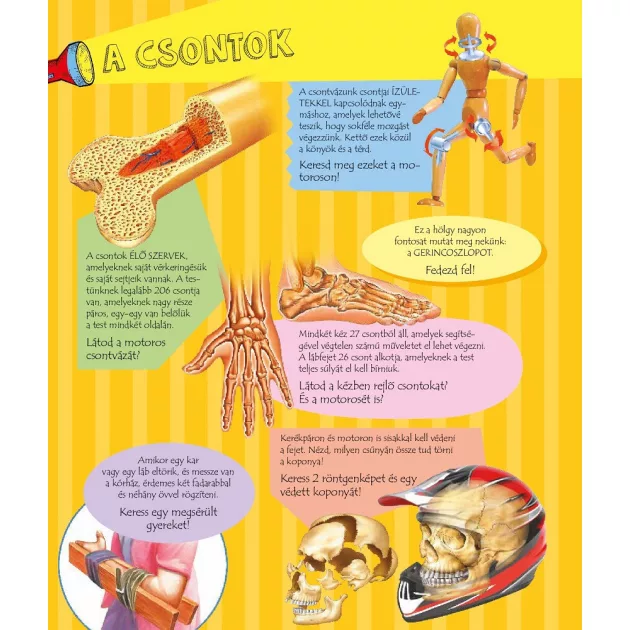 Zseblámpával - Az emberi testben