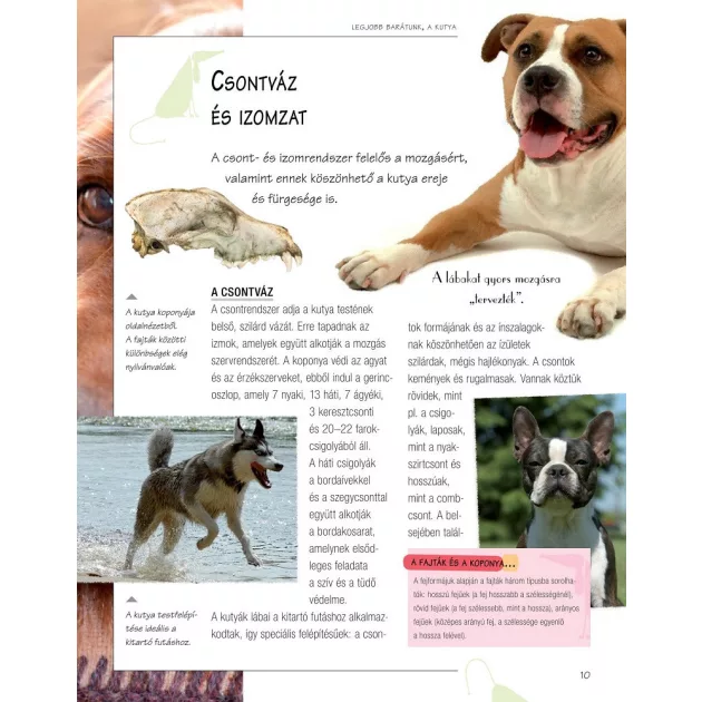 Legjobb barátunk, a kutya