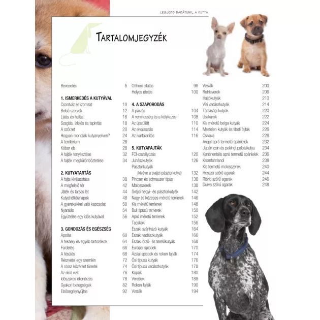 Legjobb barátunk, a kutya