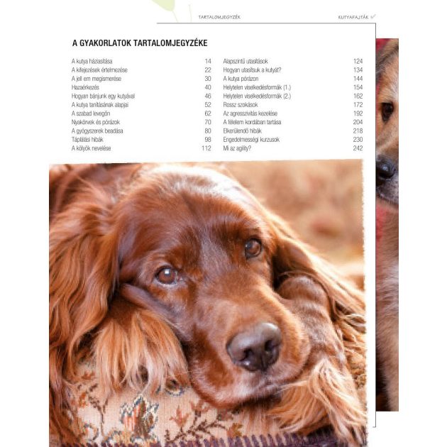 Legjobb barátunk, a kutya