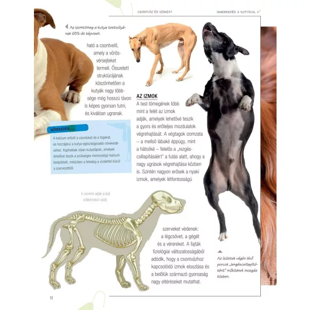 Legjobb barátunk, a kutya