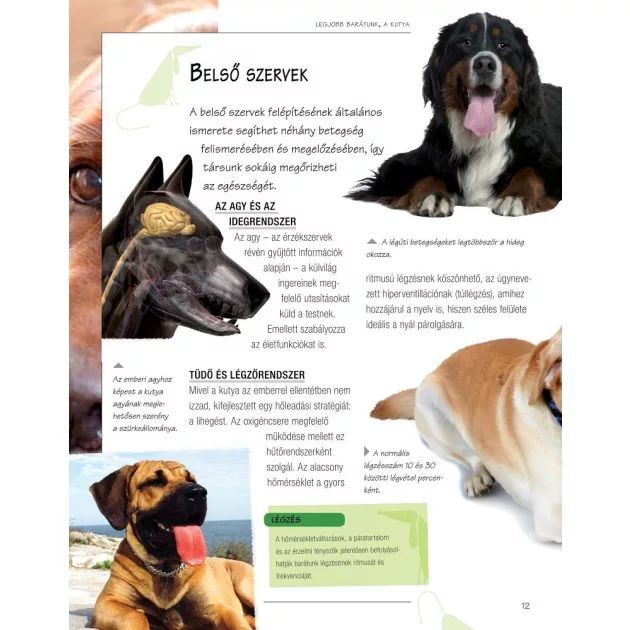 Legjobb barátunk, a kutya