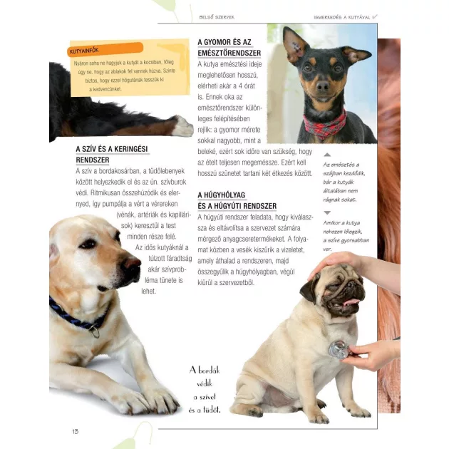 Legjobb barátunk, a kutya