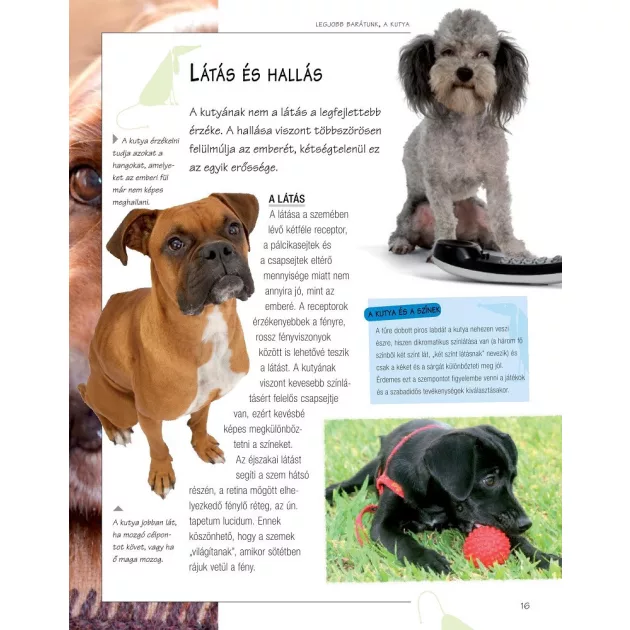 Legjobb barátunk, a kutya