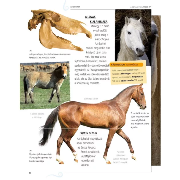 Legjobb barátunk, a ló