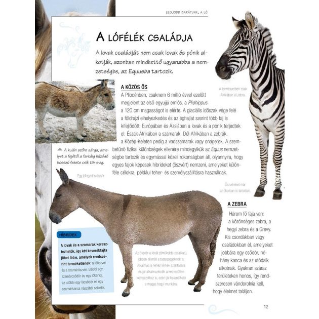 Legjobb barátunk, a ló