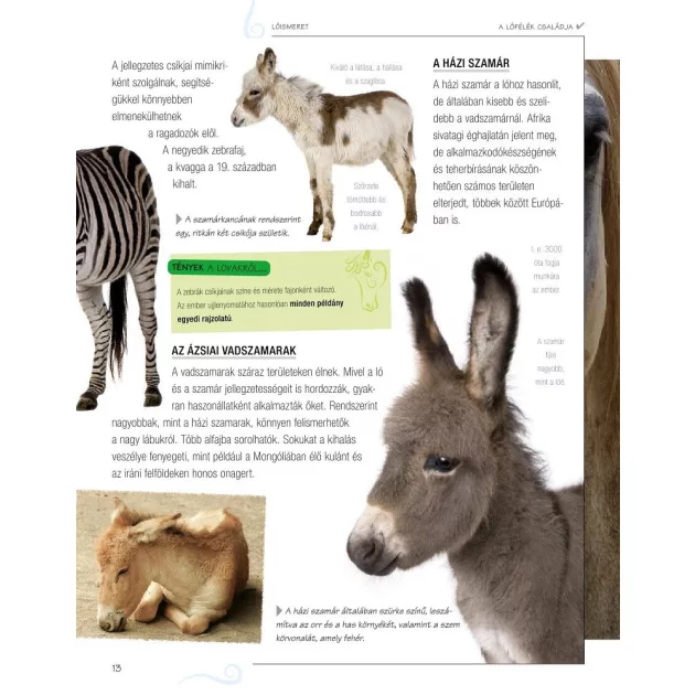 Legjobb barátunk, a ló