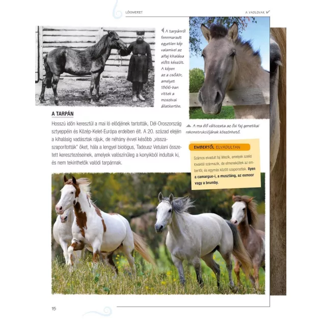 Legjobb barátunk, a ló