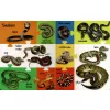My First 100 Words - Wild Animals