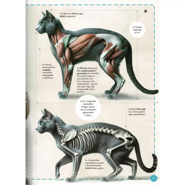 Varázslatos útmutató a macskákhoz