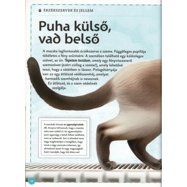 Varázslatos útmutató a macskákhoz