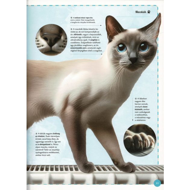 Varázslatos útmutató a macskákhoz