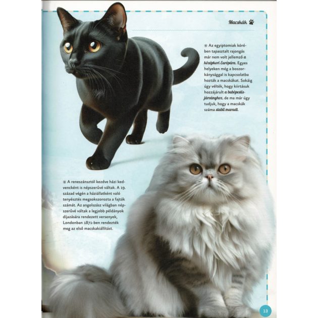 Varázslatos útmutató a macskákhoz