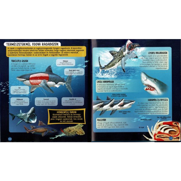 Nézd meg belülről - Cápák