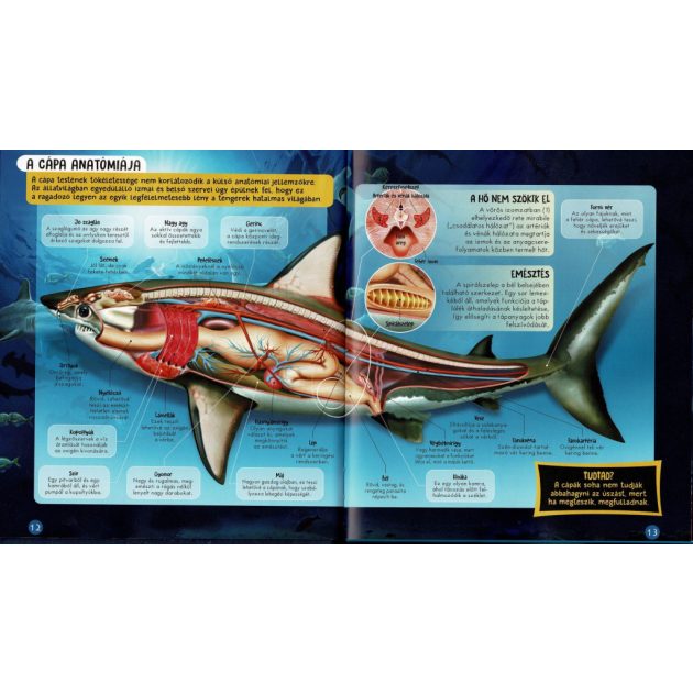 Nézd meg belülről - Cápák