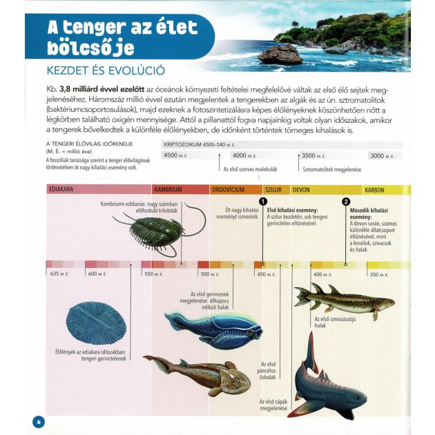 Dioráma - Tengeri állatvilág