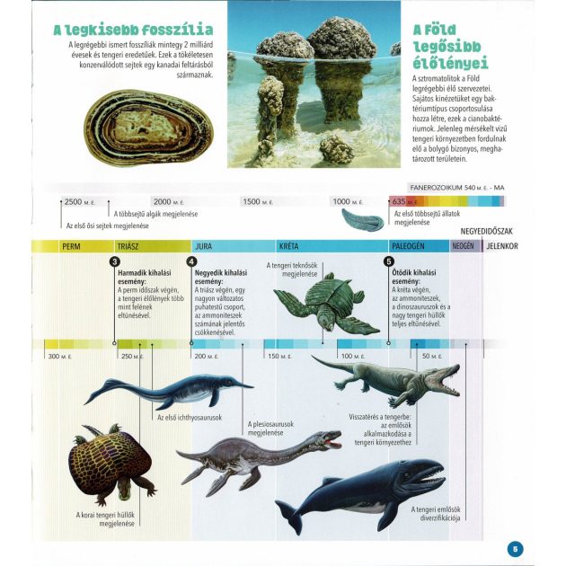 Dioráma - Tengeri állatvilág