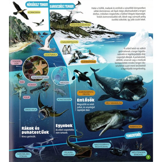 Dioráma - Tengeri állatvilág