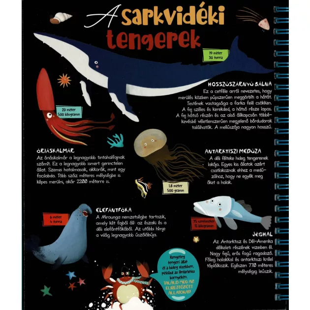 Csodalámpa - Tengeri állatok