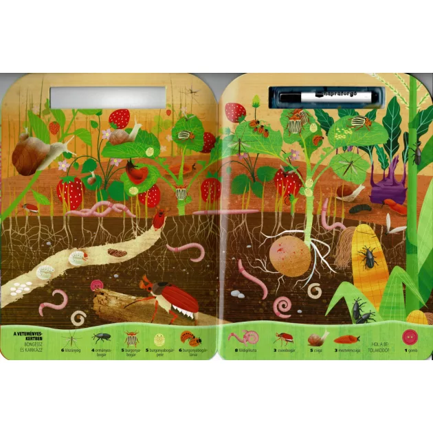 Böngéssz és karikázz! - Bogarak